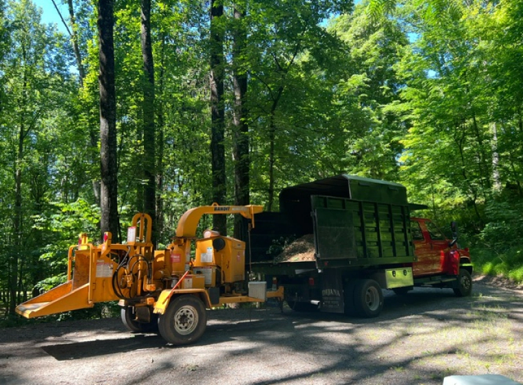 tree removal in progress